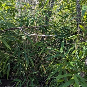 Unverified Plant at Strathnairn, ACT - 3 May 2025 by ryanbadowski