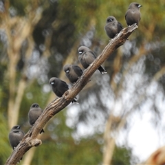 Artamus cyanopterus (Dusky Woodswallow) at Kambah, ACT - 5 May 2025 by HelenCross