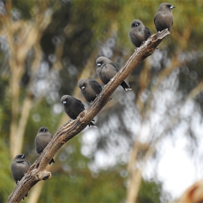 Artamus cyanopterus (Dusky Woodswallow) at Kambah, ACT - 5 May 2025 by HelenCross