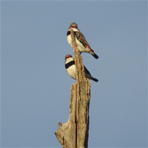 Carduelis carduelis at Kambah, ACT - Yesterday by HelenCross