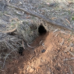 Oryctolagus cuniculus (European Rabbit) at Watson, ACT - 5 May 2025 by WalterEgo