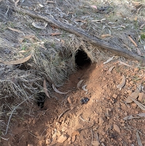 Oryctolagus cuniculus (European Rabbit) at Watson, ACT - Yesterday by WalterEgo