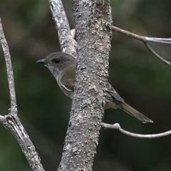Pachycephala pectoralis (Golden Whistler) at Guerilla Bay, NSW - 26 Apr 2025 by jb2602