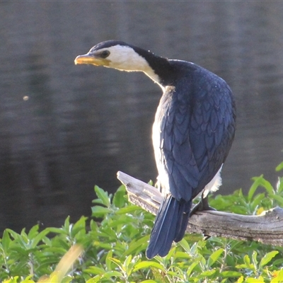Microcarbo melanoleucos (Little Pied Cormorant) at Dunlop, ACT - 4 May 2025 by Jennybach