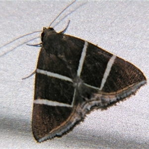 Unverified Noctuoid moth (except Arctiinae) by PJH123