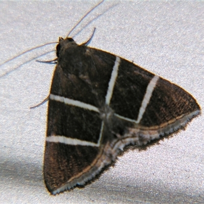 Grammodes justa (Plain Box-Owlet) at Urraween, QLD - 26 Oct 2009 by PJH123