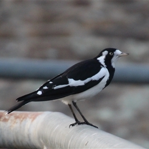 Grallina cyanoleuca at Dunlop, ACT - 4 May 2025 by Jennybach