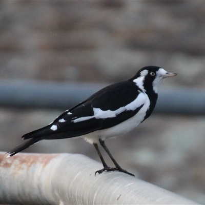 Grallina cyanoleuca (Magpie-lark) at Dunlop, ACT - 4 May 2025 by Jennybach