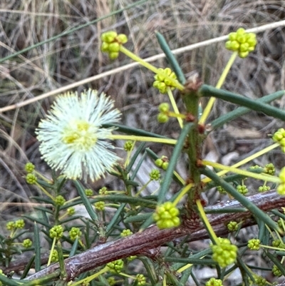 Acacia genistifolia (Early Wattle) at Aranda, ACT - Yesterday by lbradley