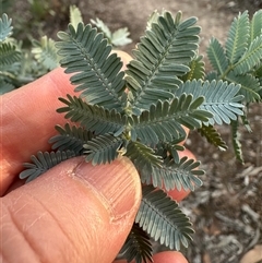 Acacia baileyana (Cootamundra Wattle, Golden Mimosa) at Aranda, ACT - 6 May 2025 by lbradley