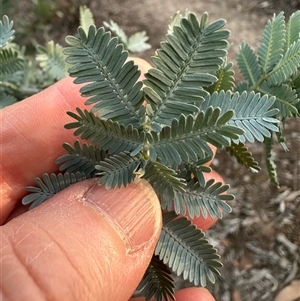 Acacia baileyana at Aranda, ACT - Today by lbradley