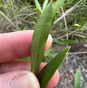 Billardiera heterophylla at Aranda, ACT - Today by lbradley