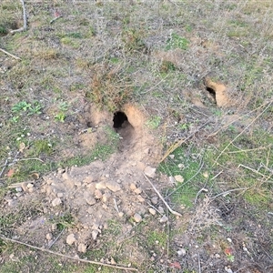 Oryctolagus cuniculus (European Rabbit) at O'Malley, ACT - Today by Mike