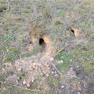 Oryctolagus cuniculus (European Rabbit) at O'Malley, ACT - 6 May 2025 by Mike