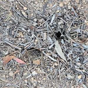 Myrmecia nigriceps (Black-headed bull ant) at O'Malley, ACT - Today by Mike