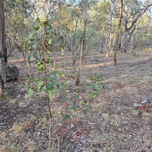 Brachychiton populneus subsp. populneus at O'Malley, ACT - Today by Mike