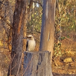 Dacelo novaeguineae at O'Malley, ACT - Today by Mike