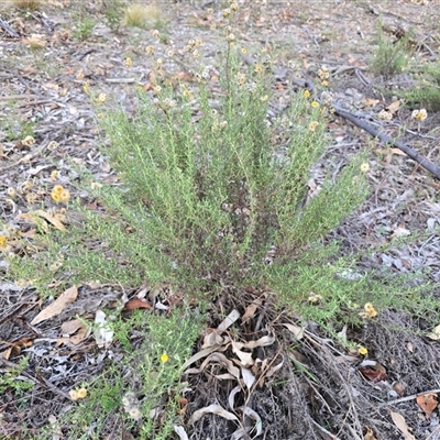Chrysocephalum semipapposum (Clustered Everlasting) at O'Malley, ACT - Yesterday by Mike