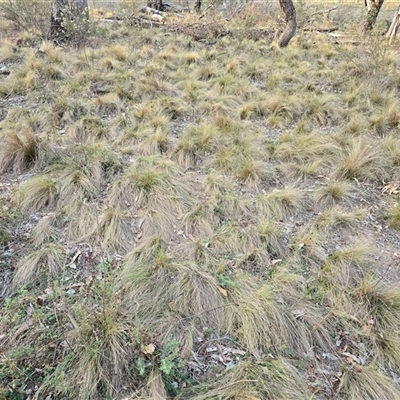 Nassella trichotoma (Serrated Tussock) at O'Malley, ACT - Yesterday by Mike