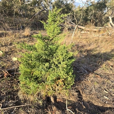 Cupressus sp. (A Cypress) at O'Malley, ACT - 6 May 2025 by Mike