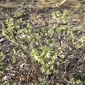 Melichrus urceolatus at O'Malley, ACT - Today by Mike