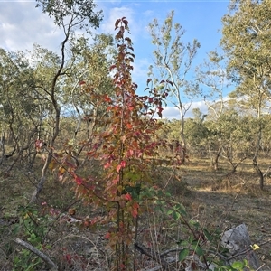 Pyrus calleryana at O'Malley, ACT - Today by Mike