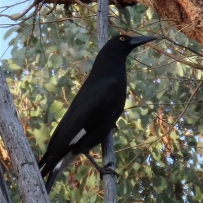 Strepera graculina (Pied Currawong) at Aranda, ACT - Yesterday by lbradley