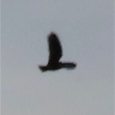 Callocephalon fimbriatum (Gang-gang Cockatoo) at Aranda, ACT - Yesterday by lbradley