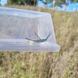 Unverified Grasshopper, Cricket or Katydid (Orthoptera) at Bannaby, NSW - Today by MalW