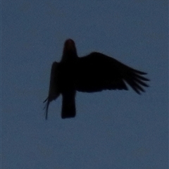 Callocephalon fimbriatum (Gang-gang Cockatoo) at Aranda, ACT - Yesterday by lbradley