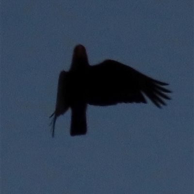 Callocephalon fimbriatum (Gang-gang Cockatoo) at Aranda, ACT - Yesterday by lbradley