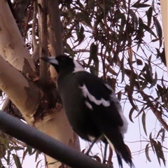 Gymnorhina tibicen (Australian Magpie) at Aranda, ACT - Yesterday by lbradley