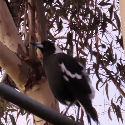 Gymnorhina tibicen (Australian Magpie) at Aranda, ACT - Yesterday by lbradley
