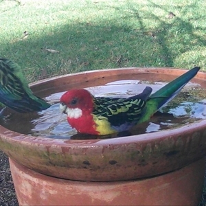 Platycercus eximius at Penrose, NSW - suppressed