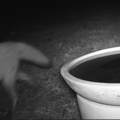 Vulpes vulpes at Penrose, NSW - suppressed