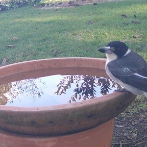 Cracticus torquatus at Penrose, NSW - suppressed