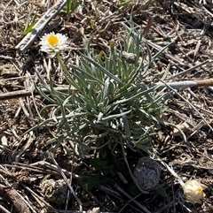Leucochrysum albicans subsp. tricolor (Hoary Sunray) at Whitlam, ACT - Yesterday by SteveBorkowskis