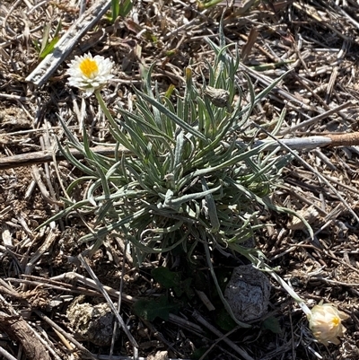 Leucochrysum albicans subsp. tricolor (Hoary Sunray) at Whitlam, ACT - Yesterday by SteveBorkowskis