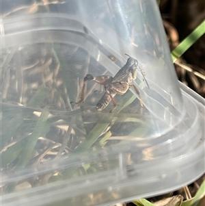 Unverified Grasshopper, Cricket or Katydid (Orthoptera) at Bannaby, NSW - Today by KylieB