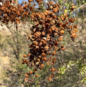 Bursaria spinosa subsp. lasiophylla at Aranda, ACT - Yesterday by Jennybach