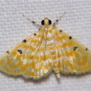 Unverified Pyralid or Snout Moth (Pyralidae & Crambidae) by PJH123
