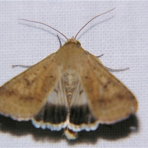 Unverified Noctuoid moth (except Arctiinae) by PJH123