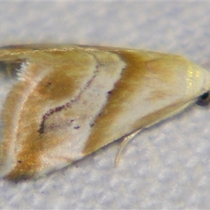 Unverified Noctuoid moth (except Arctiinae) by PJH123