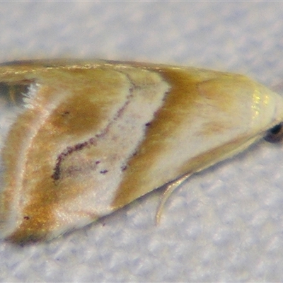 Eublemma rivula (A Noctuid moth (Erebidae)) at Urraween, QLD - 26 Oct 2009 by PJH123