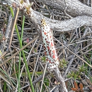 Utetheisa pulchelloides at Yass River, NSW - Today by SenexRugosus