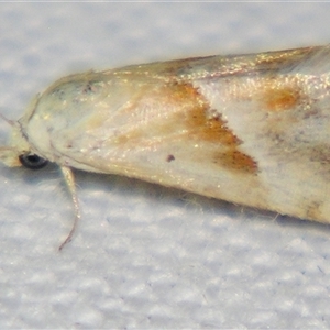 Unverified Noctuoid moth (except Arctiinae) by PJH123