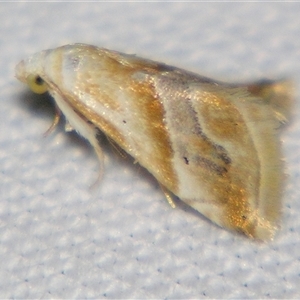 Unverified Noctuoid moth (except Arctiinae) by PJH123