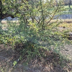 Pyracantha angustifolia (Firethorn, Orange Firethorn) at Richardson, ACT - Yesterday by MB