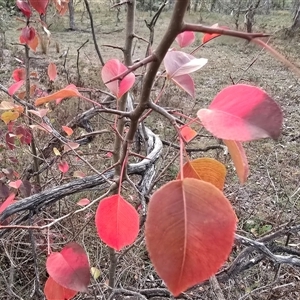 Pyrus calleryana at O'Malley, ACT - Today by Mike
