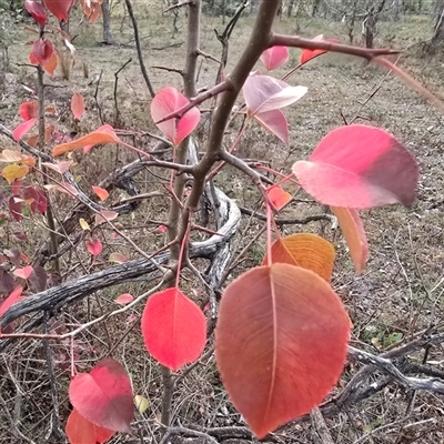 Pyrus calleryana (Callery Pear) at O'Malley, ACT - 6 May 2025 by Mike